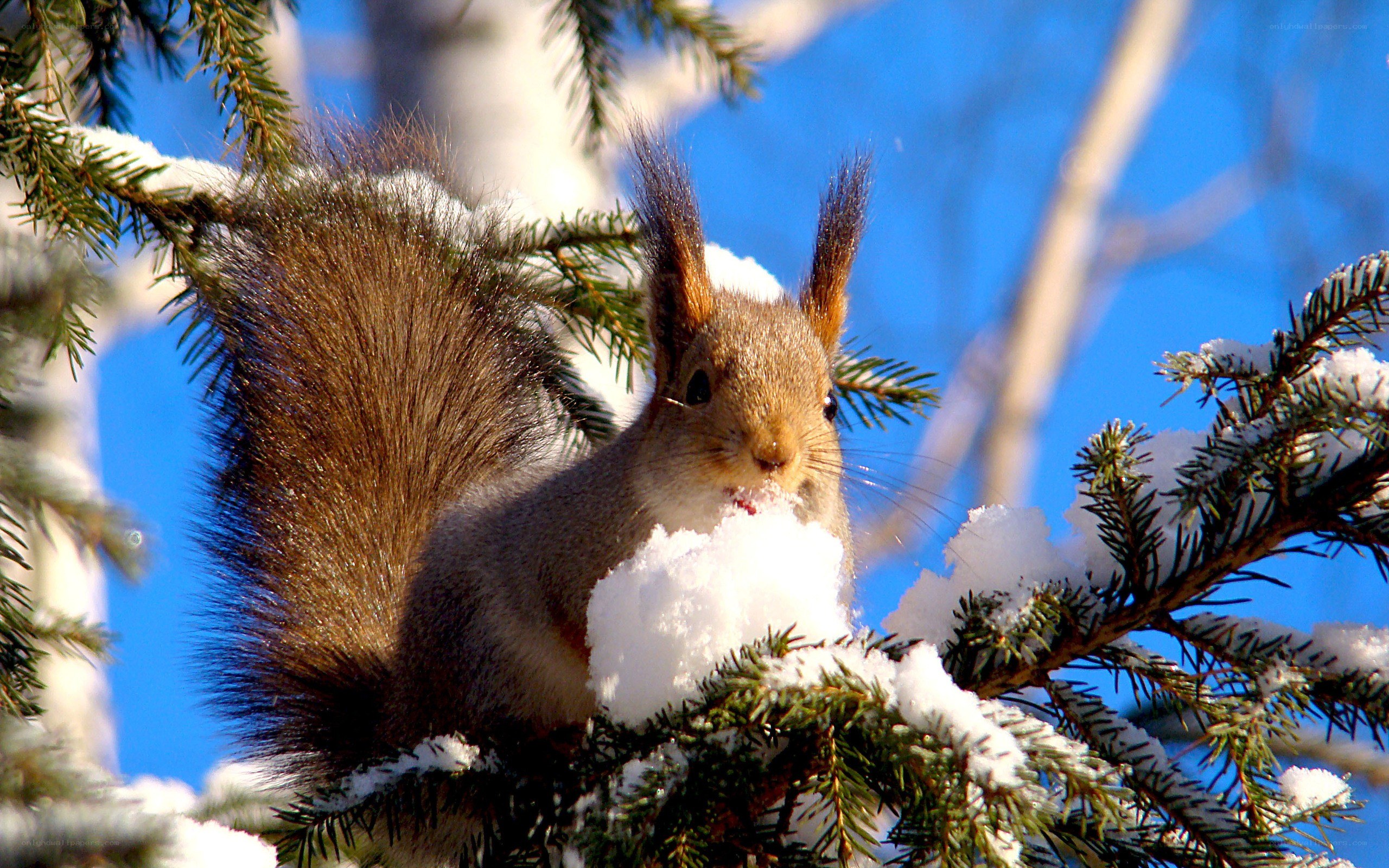 Squirrel eating snow on a branch