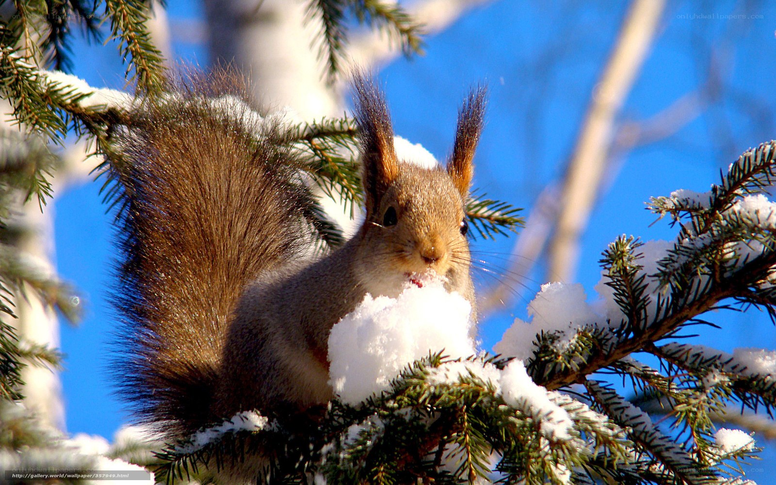 Squirrel eating snow on branch