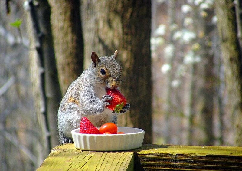 Squirrel Eating Strawberry — Gray