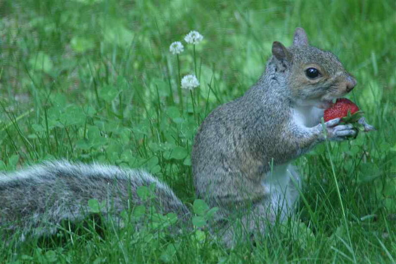 Squirrel Eating Strawberry
