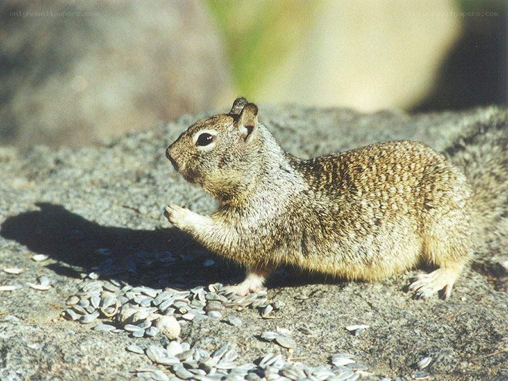 squirrel eating sunflower seeds