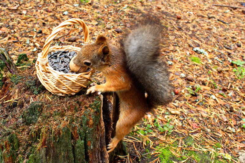 Squirrel eating sunflower seeds