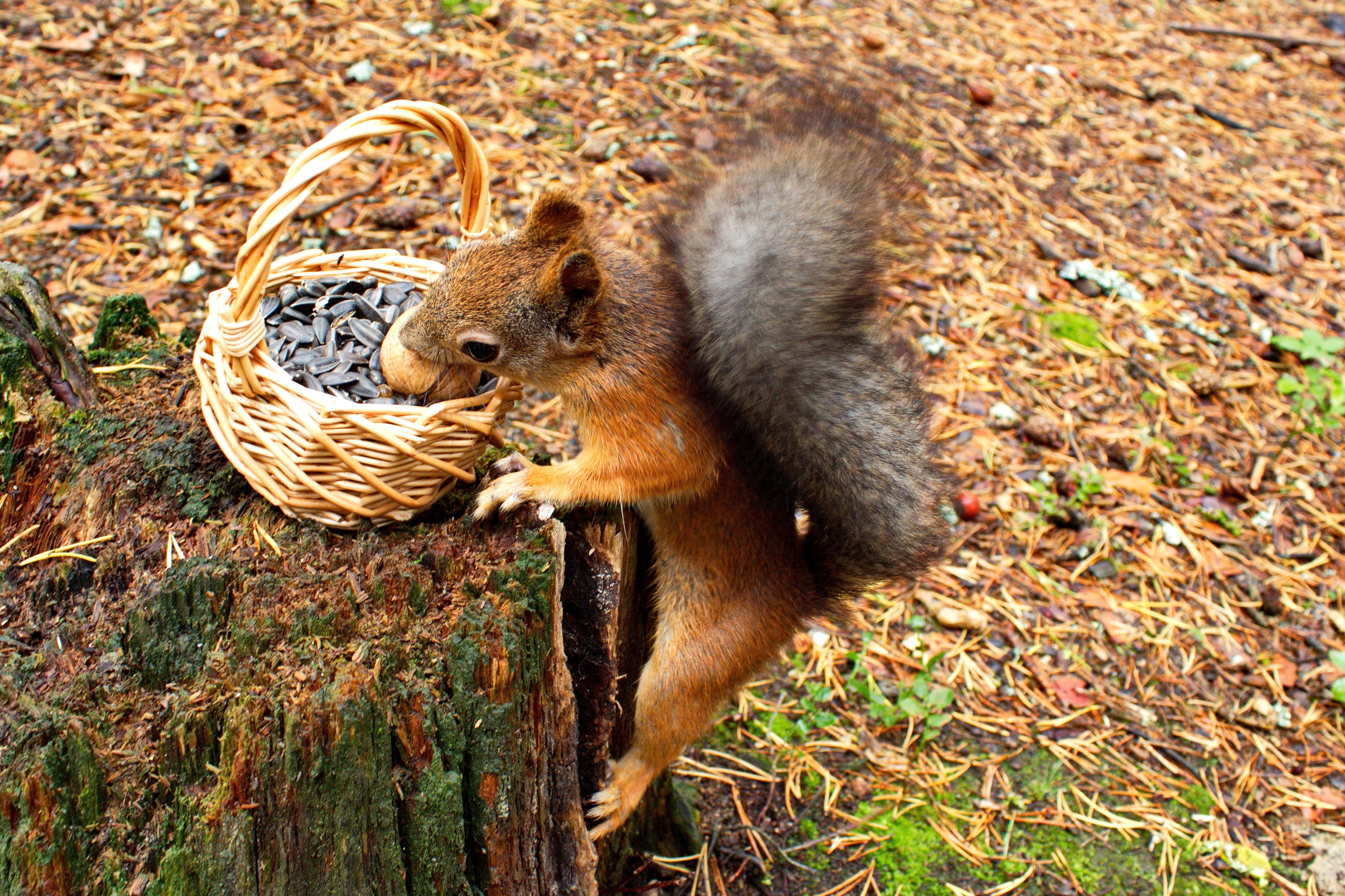 Squirrel eating sunflower seeds