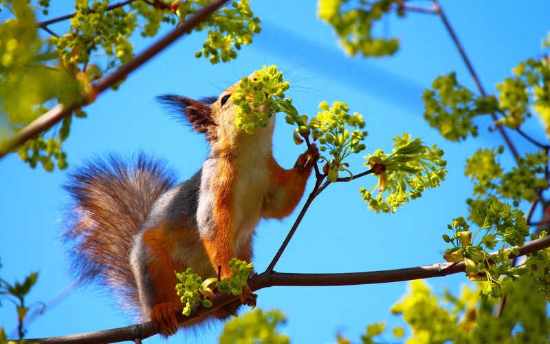 Squirrel eating tree blossoms