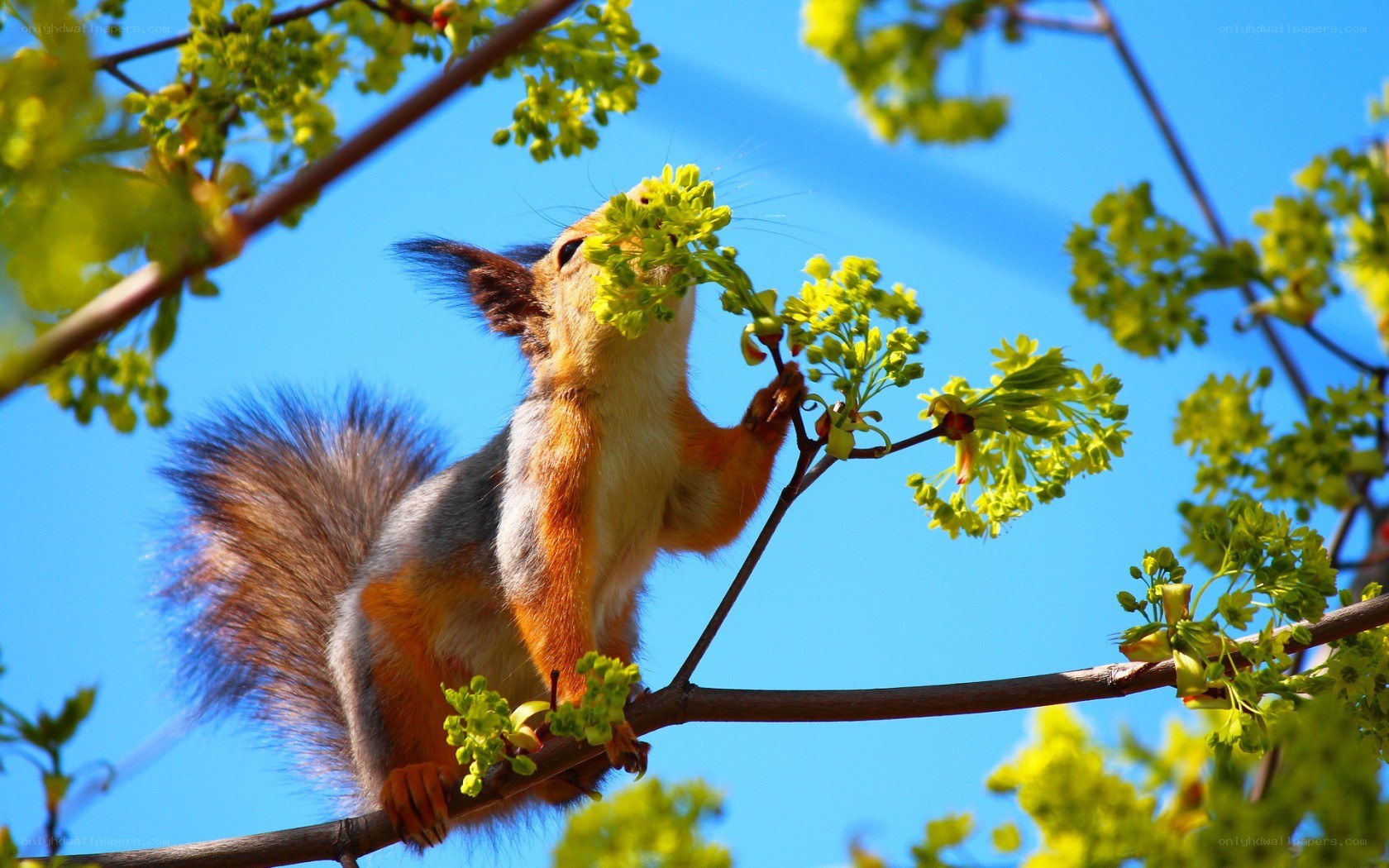 Squirrel eating tree blossoms