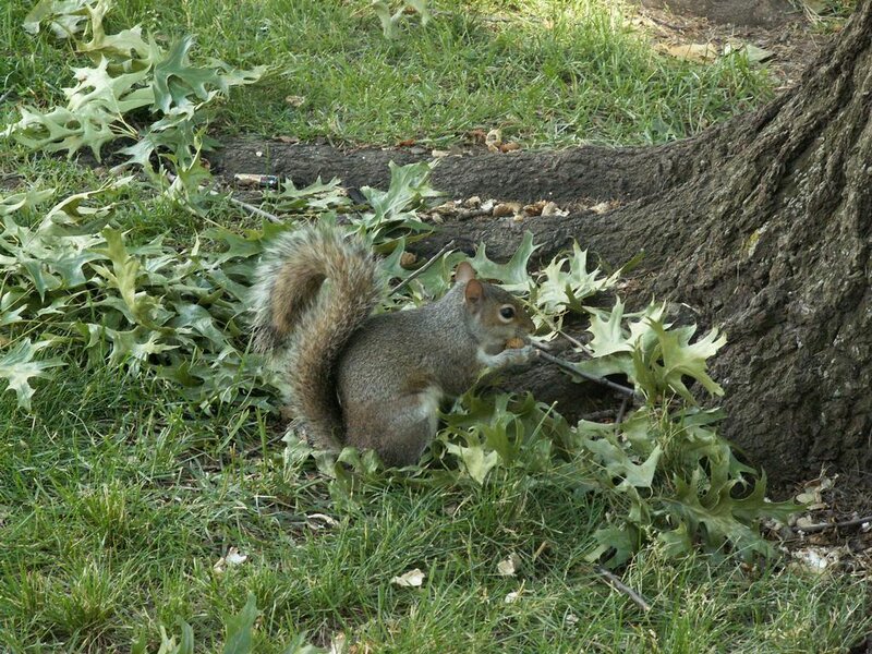 squirrel eating under a tree