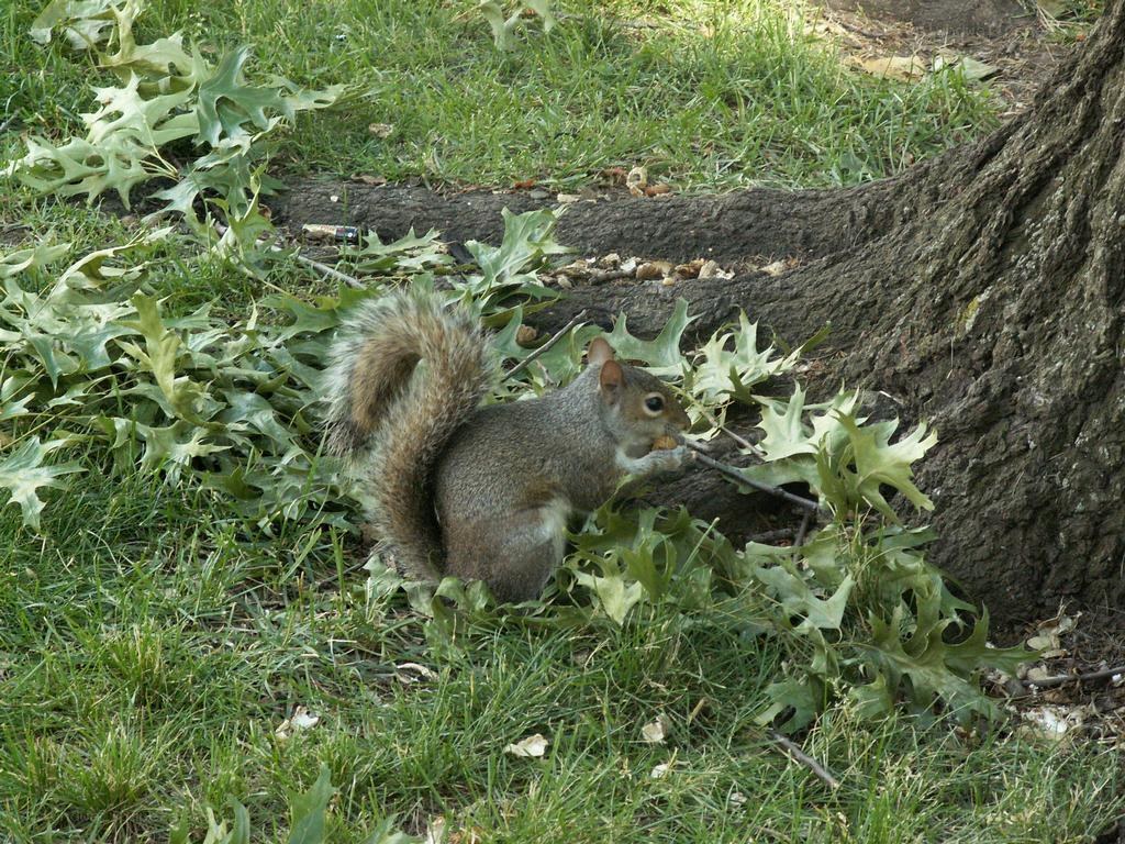 squirrel eating under a tree