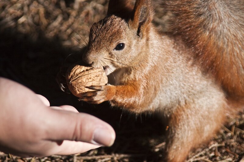 Squirrel Eating Walnut — Brown