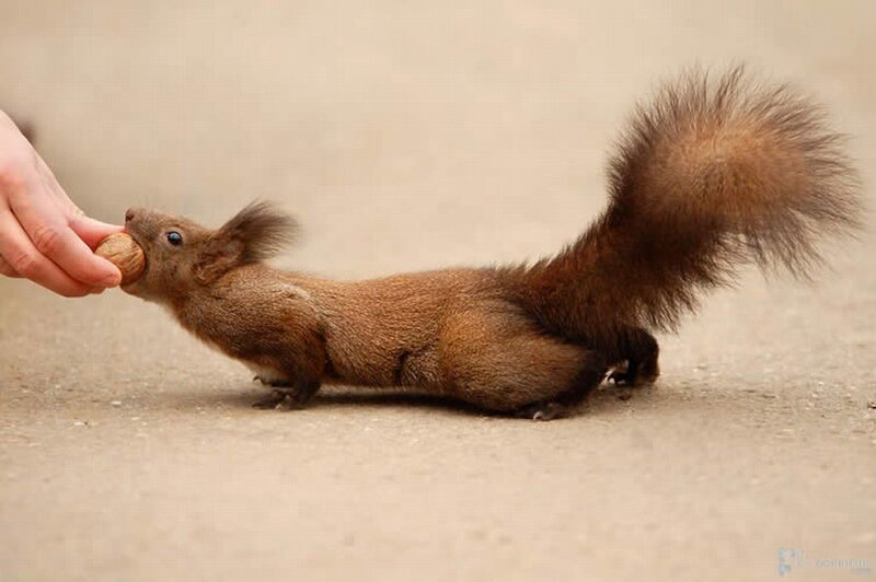 Squirrel Eating Walnut