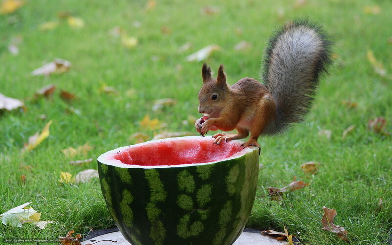 Squirrel Eating Watermelon — Green, Calm, Autumn