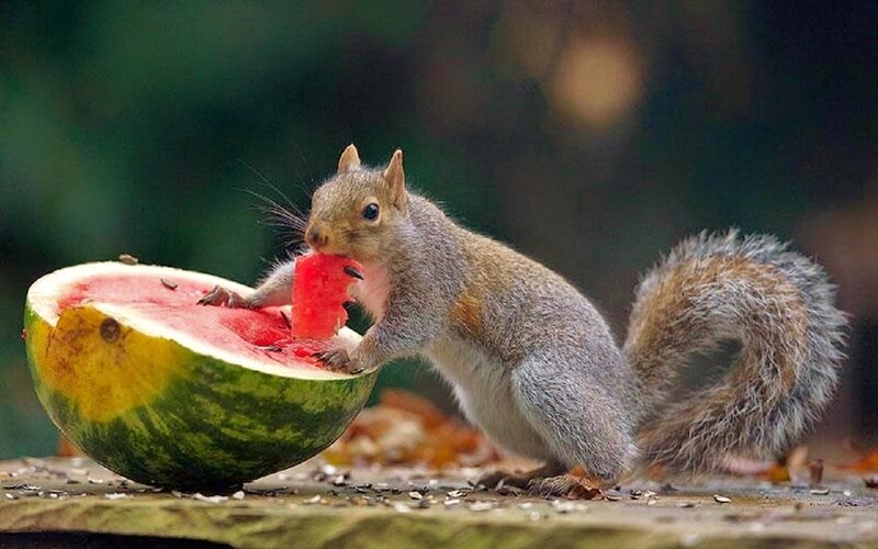 Squirrel Eating Watermelon — Green, Calm, Summer