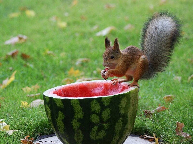 Squirrel Eating Watermelon — Green