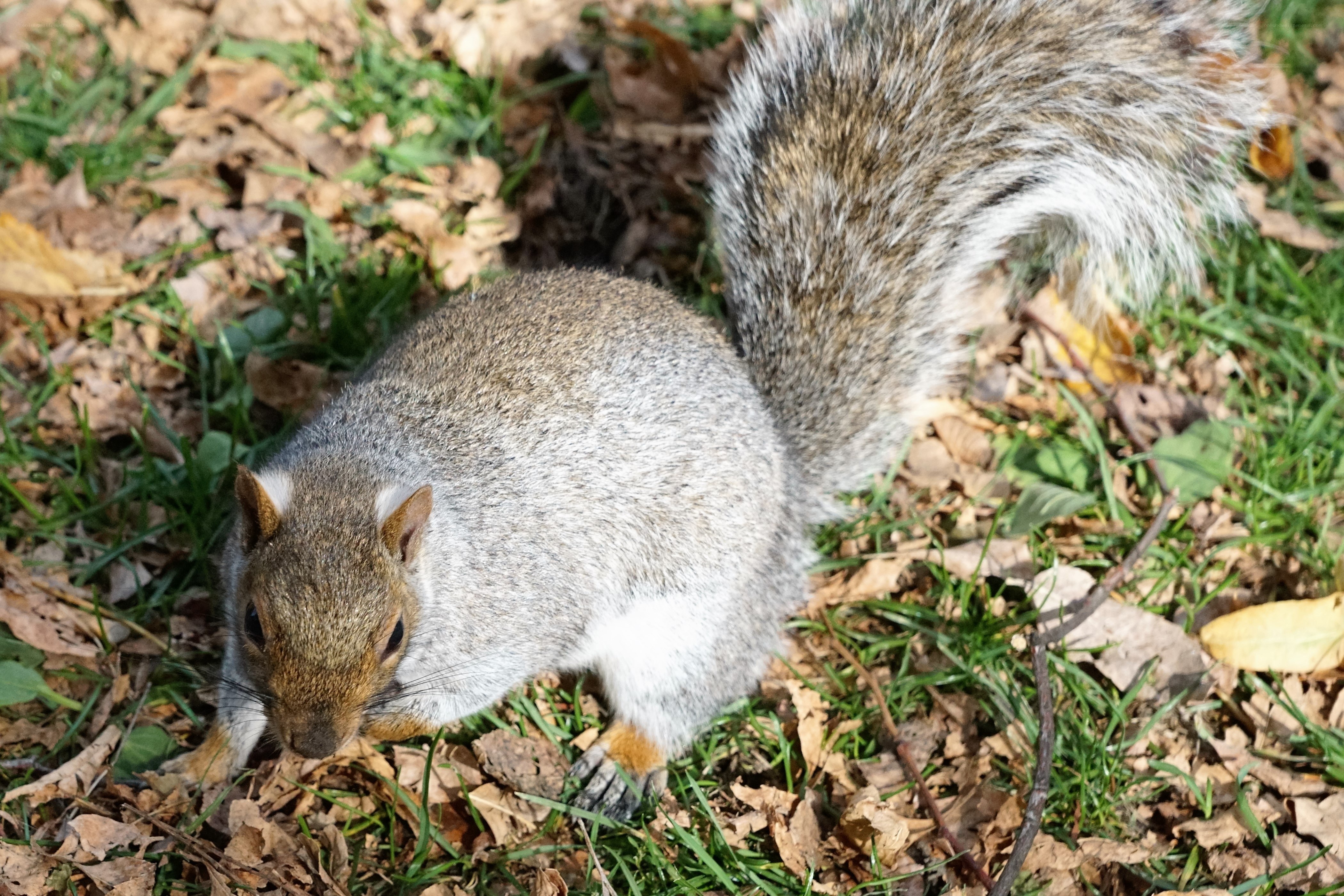 squirrel foraging in leaves