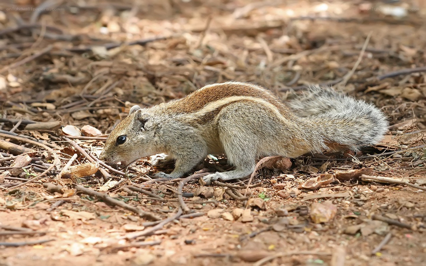 squirrel foraging on forest floor