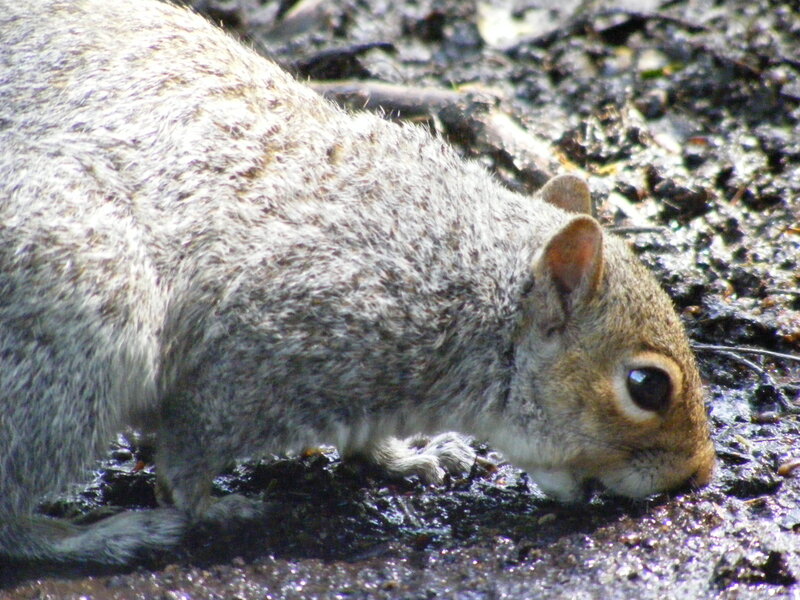 squirrel foraging on ground