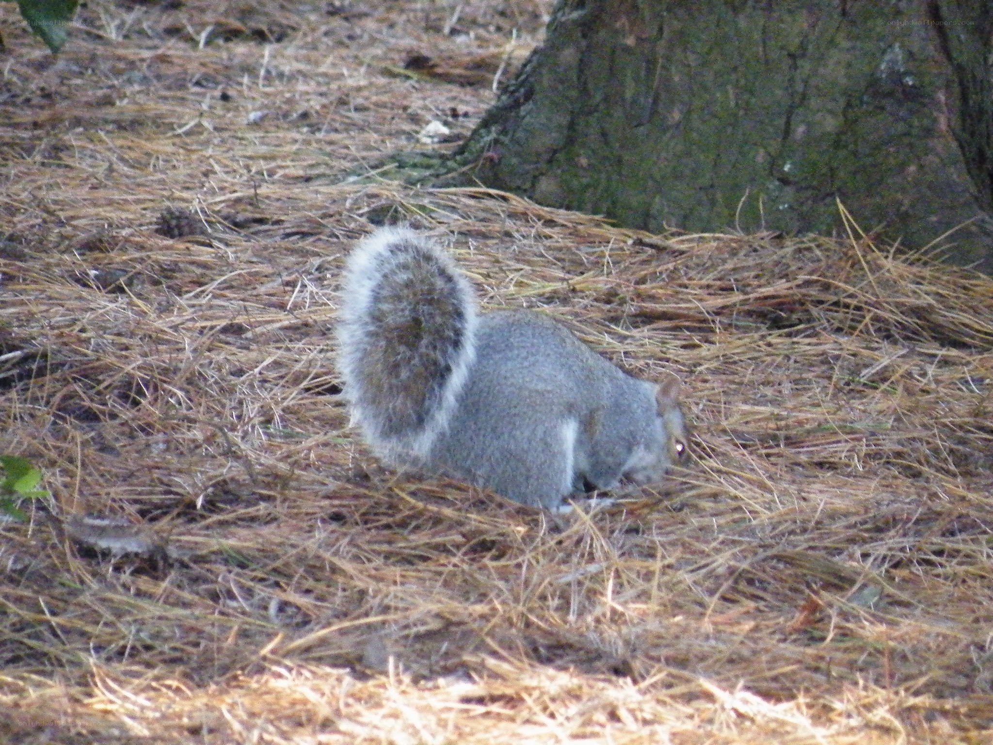 Squirrel foraging on pine needles