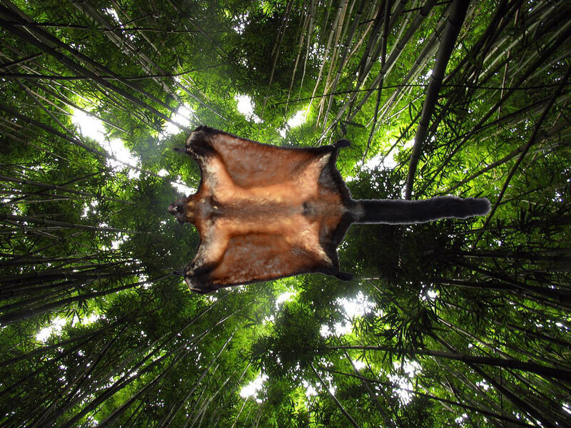 Squirrel Glider in Bamboo