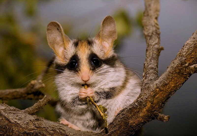 Squirrel Glider on Branch — Brown