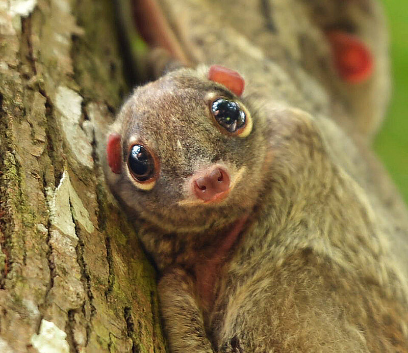 Squirrel Glider on Tree