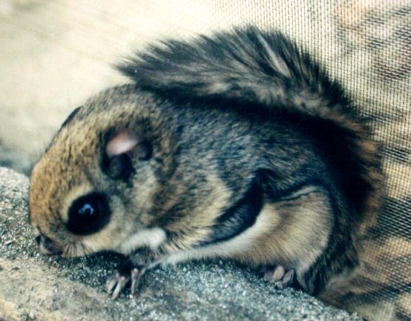squirrel gliding on rock