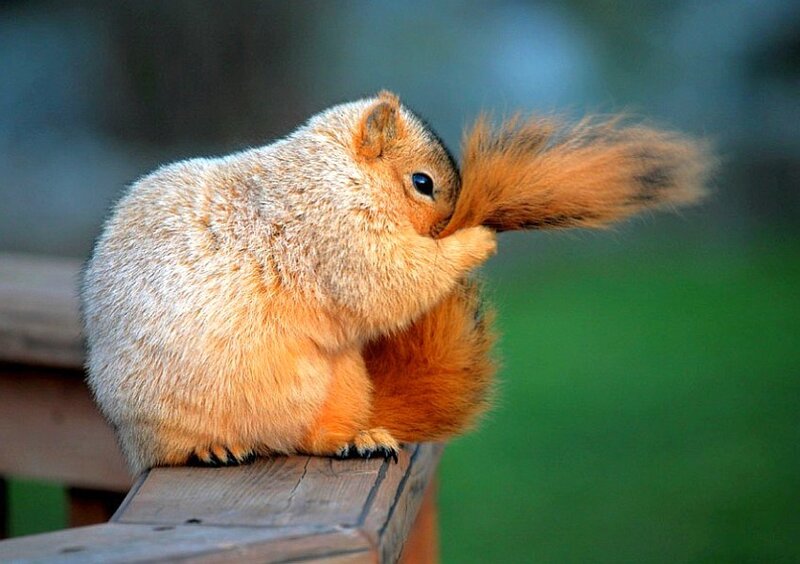 squirrel grooming its tail