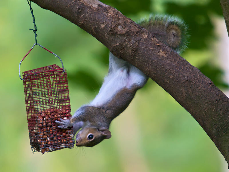 squirrel hanging from feeder