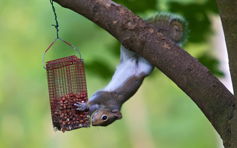 Squirrel Hanging from Feeder — Brown