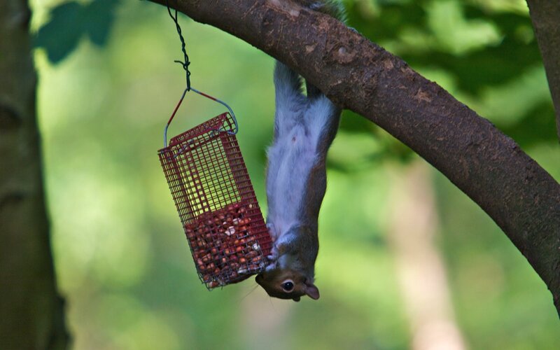 squirrel hanging from feeder