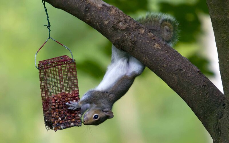 Squirrel Hanging Upside Down — Green, Curious