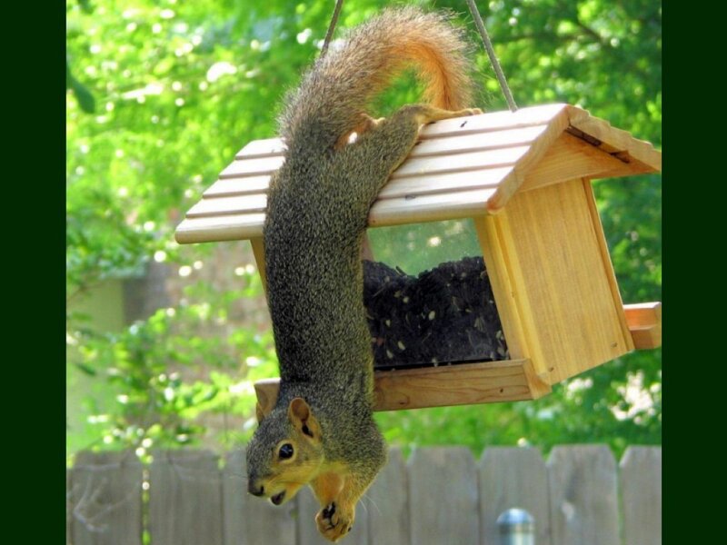 Squirrel Hanging Upside Down — Green