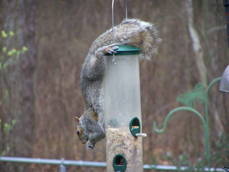 squirrel hanging upside down on feeder