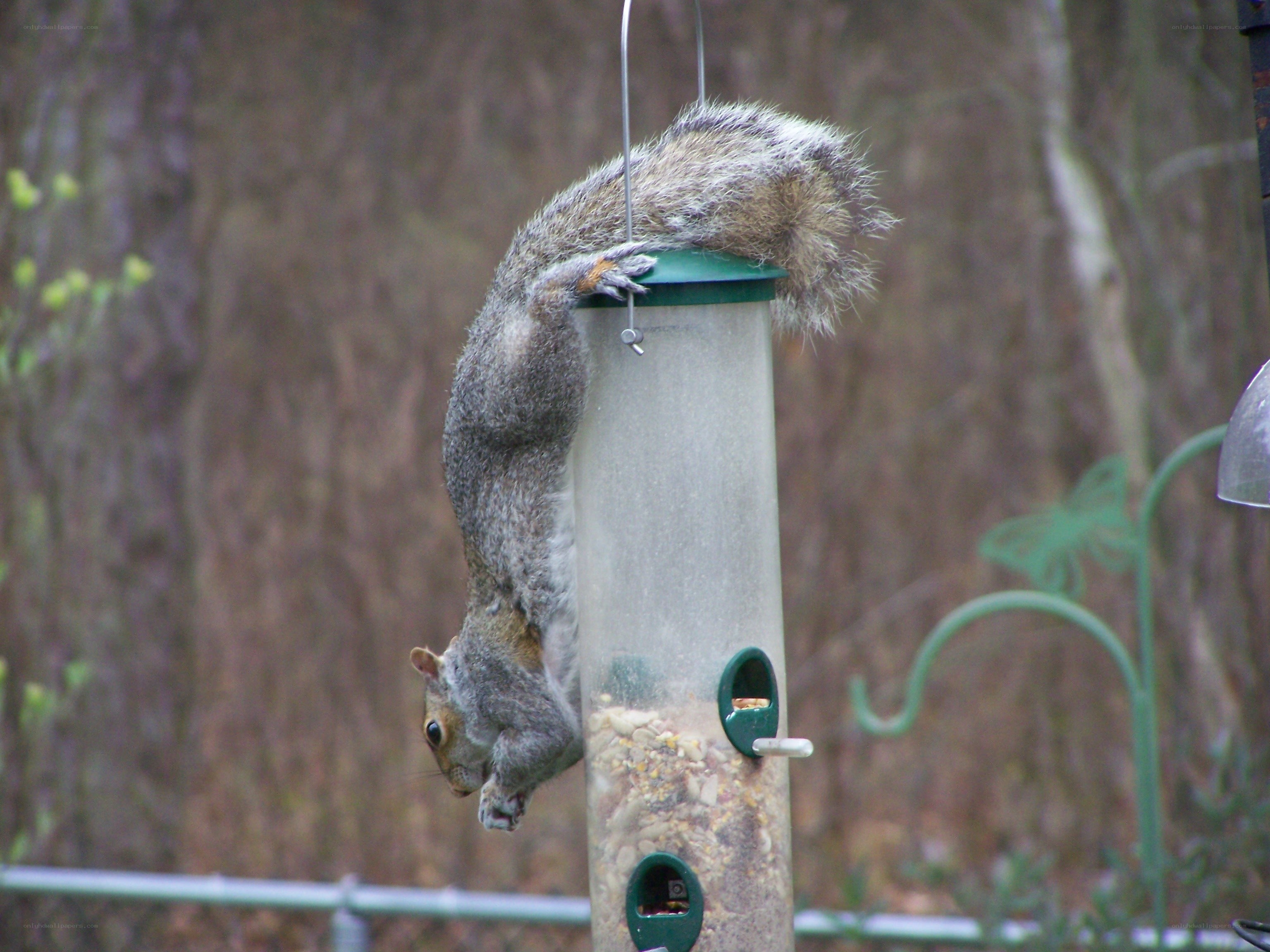 squirrel hanging upside down on feeder