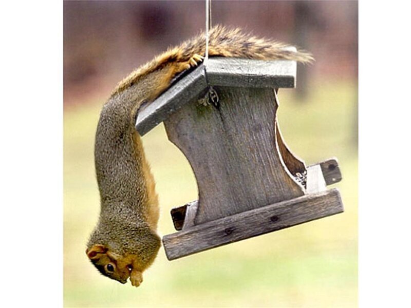 Squirrel Hanging Upside Down