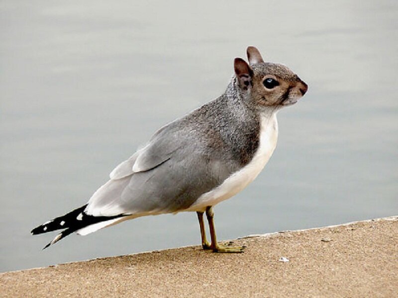 Squirrel-headed Bird