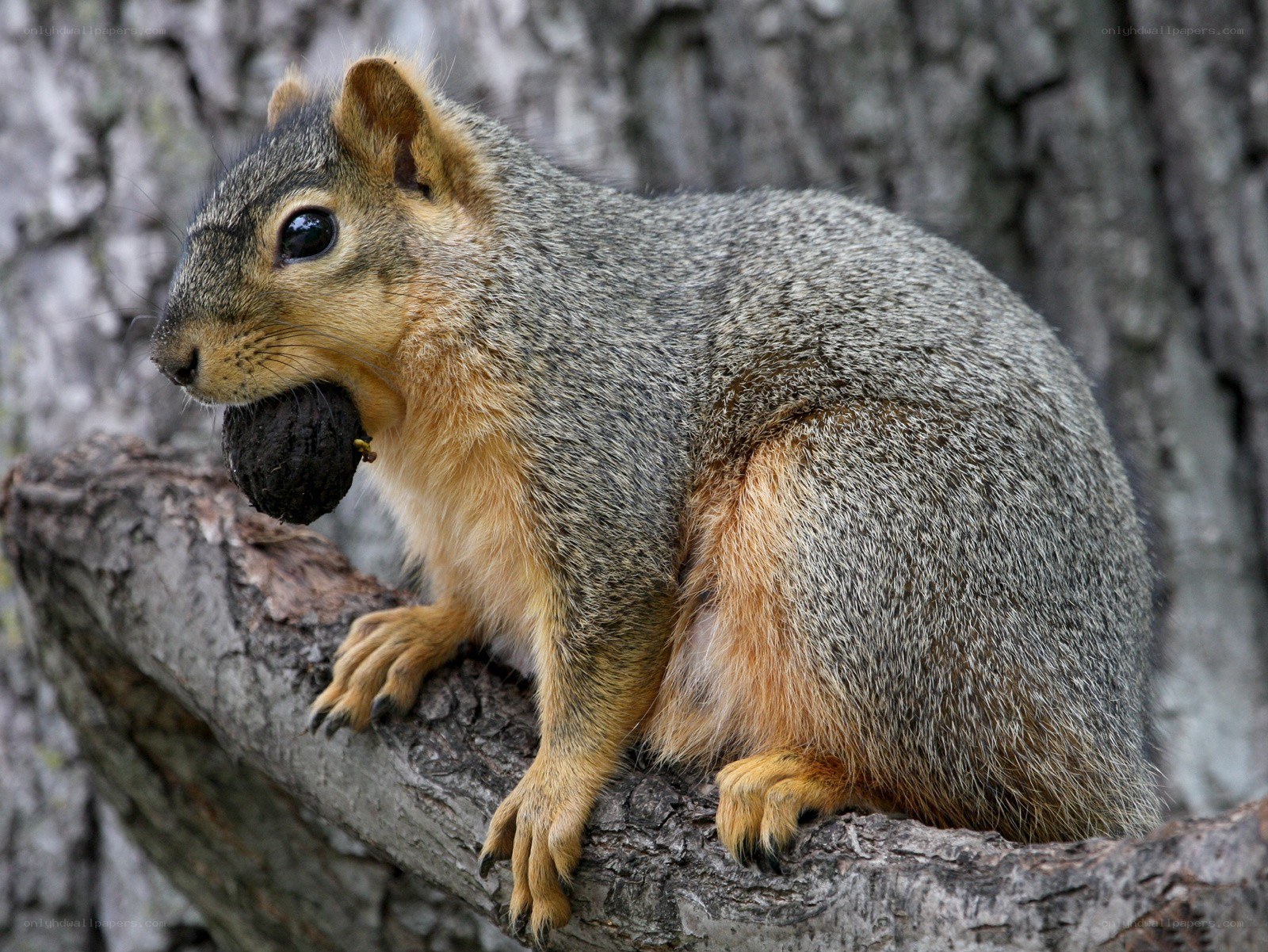 squirrel holding a nut