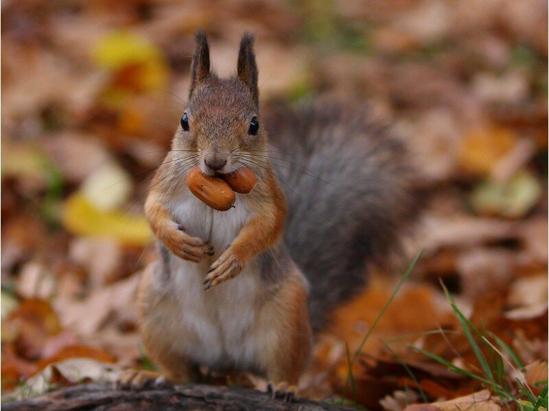 squirrel holding a nut
