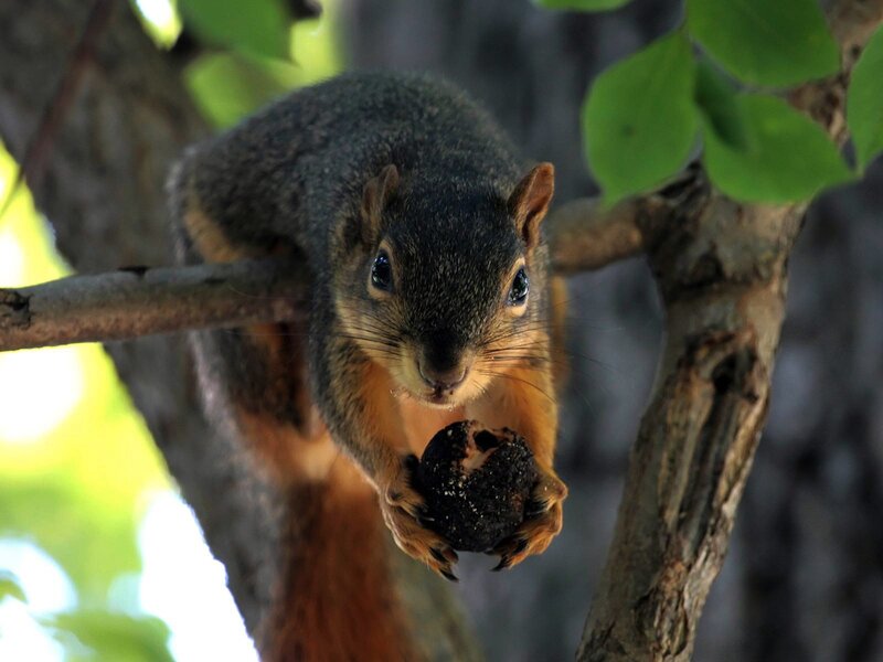 Squirrel holding a nut