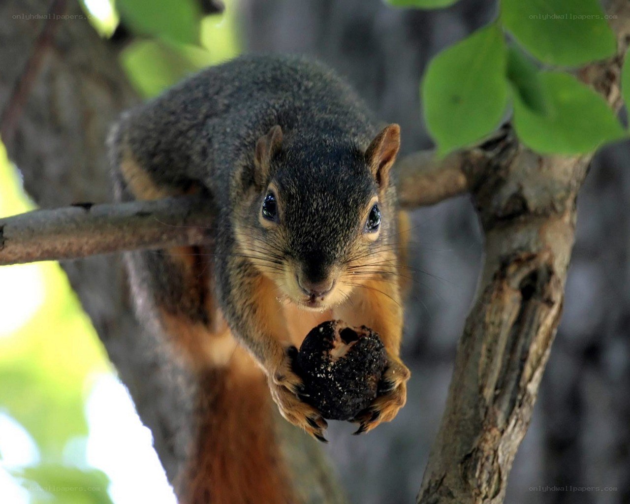 Squirrel holding a nut