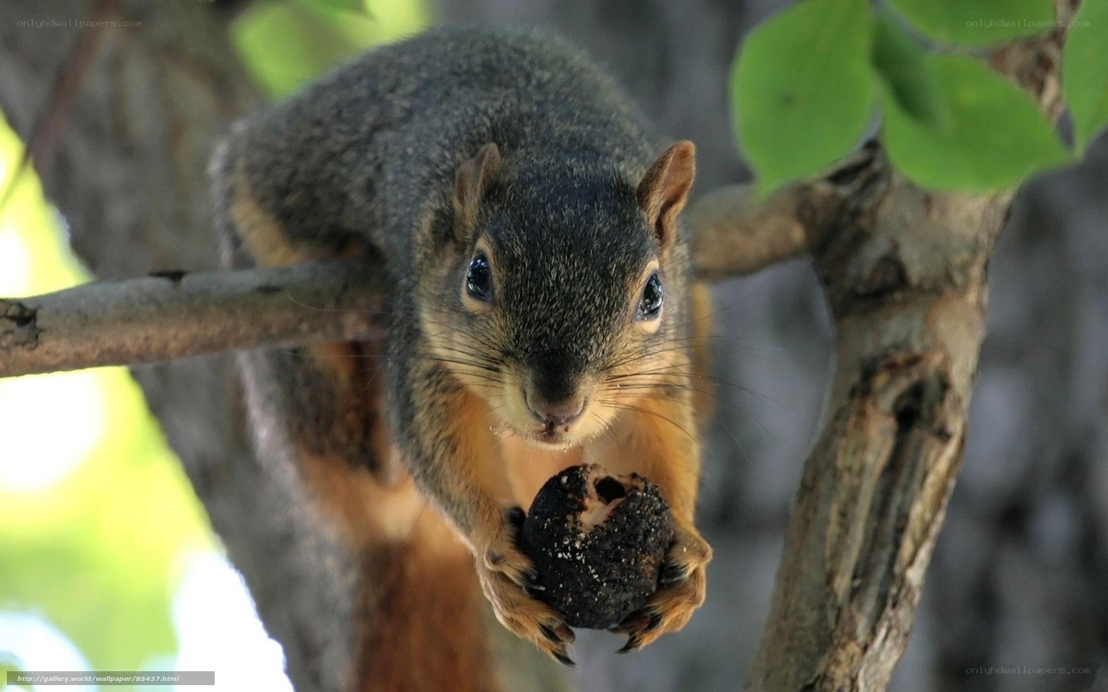 squirrel holding a nut