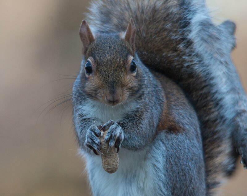 squirrel holding a peanut