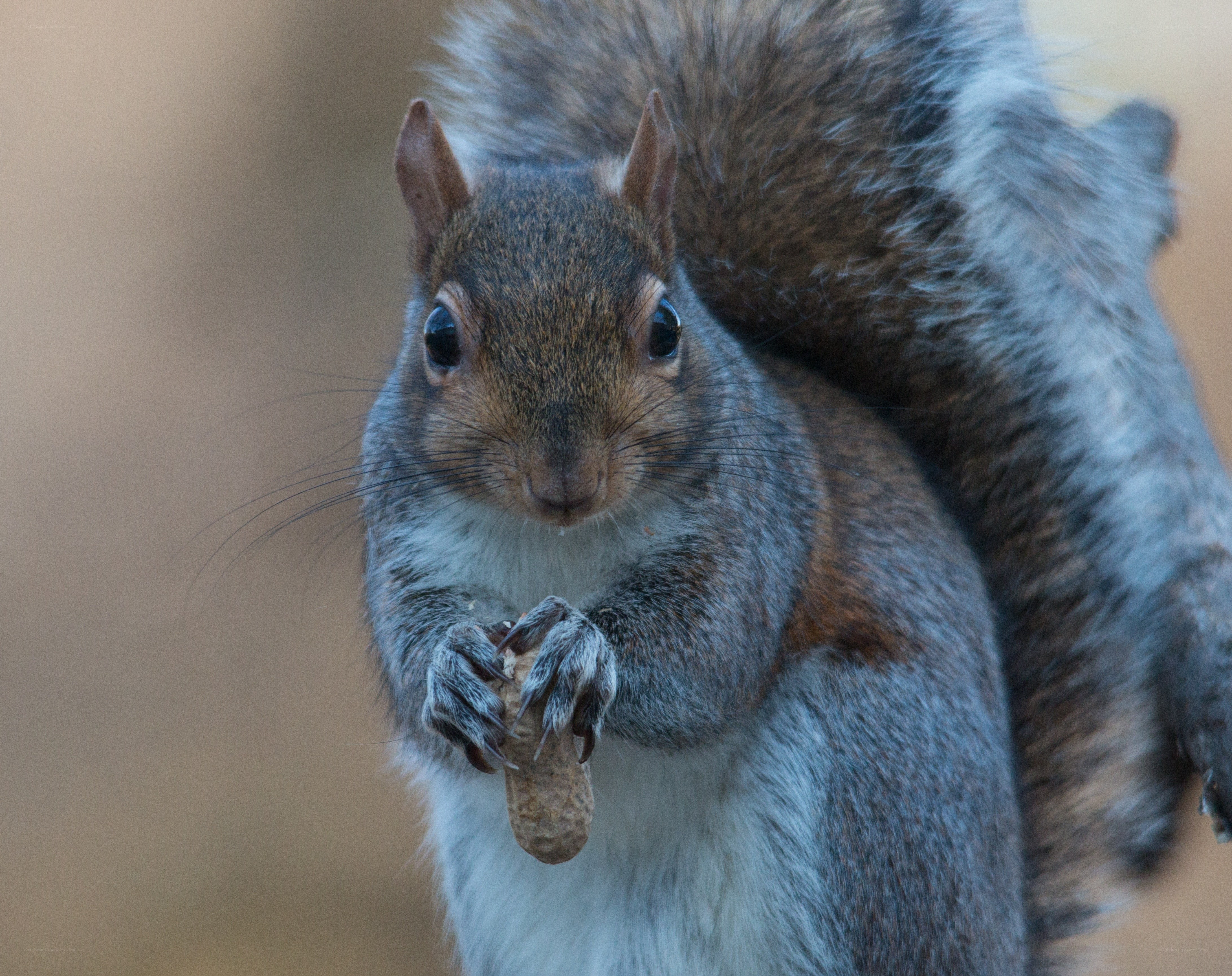 squirrel holding a peanut