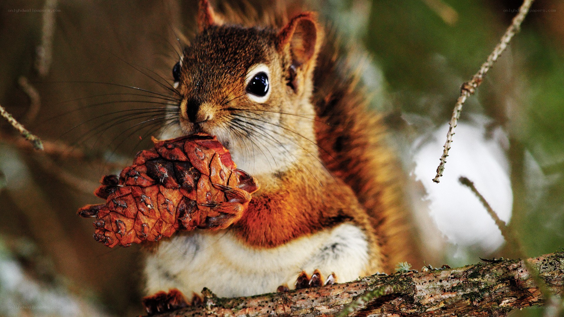 Squirrel holding a pinecone