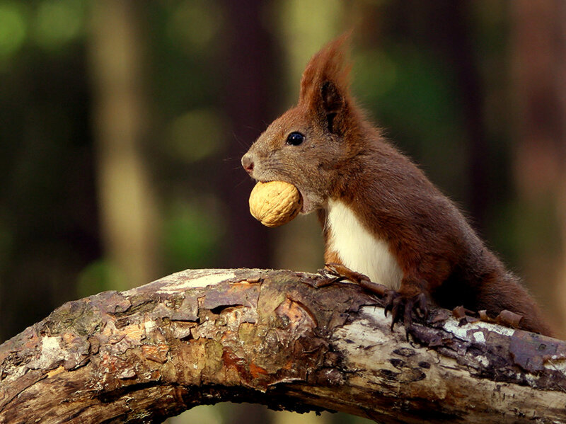 Squirrel holding a walnut