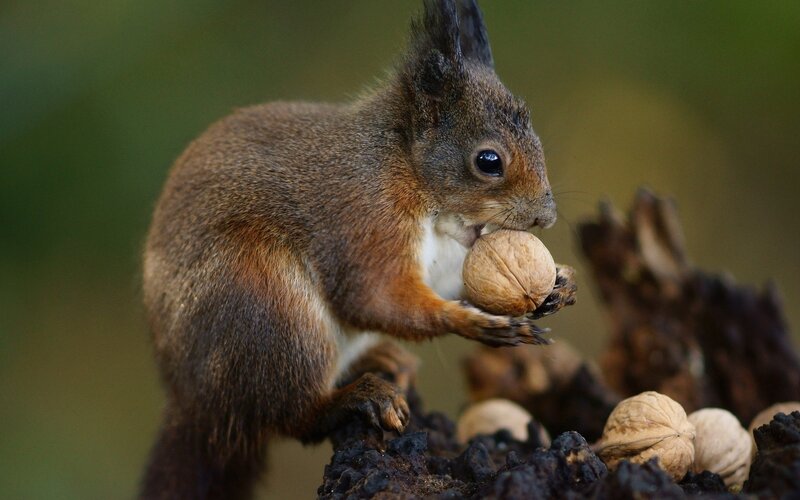 Squirrel holding a walnut