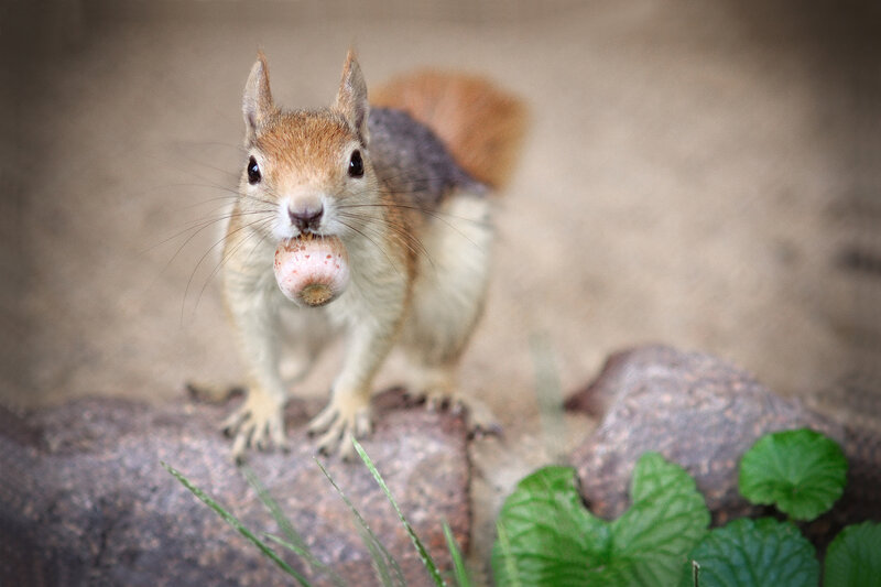 Squirrel Holding Acorn — Brown, Curious