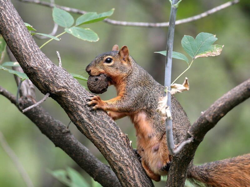 Squirrel Holding Acorn — Brown, Natural
