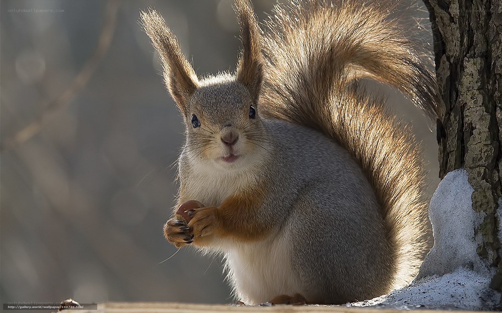 squirrel holding an acorn