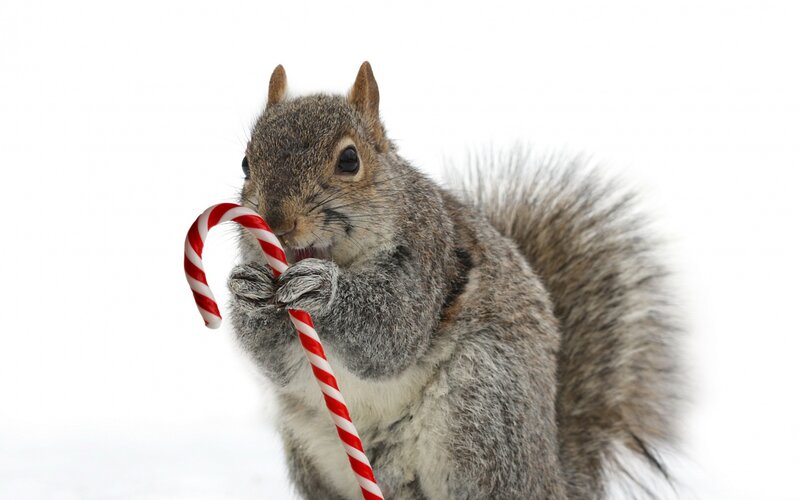 Squirrel Holding Candy Cane — Gray
