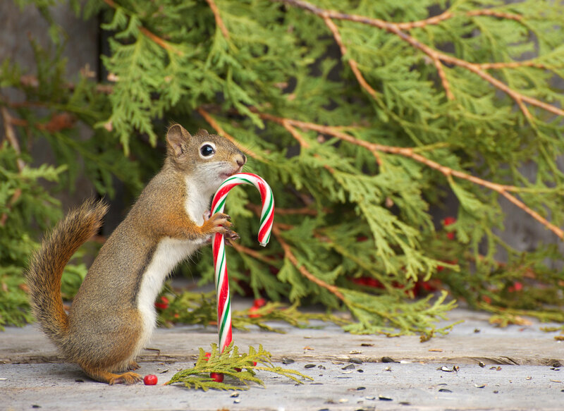 Squirrel Holding Candy Cane — Green