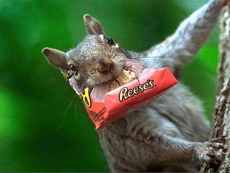 Squirrel Holding Candy
